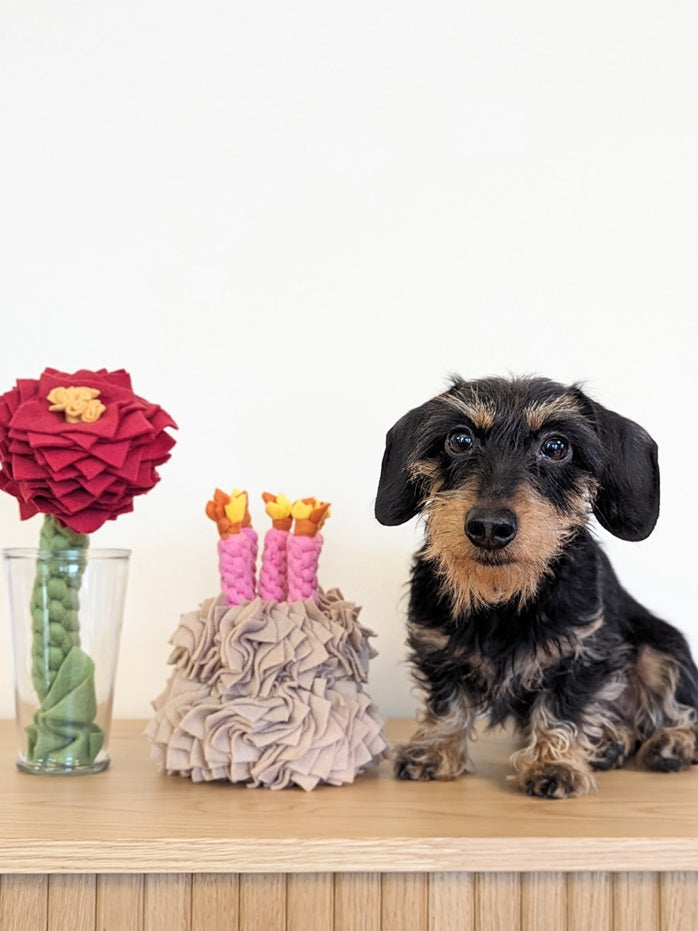 Individuell gestaltbares Hundespielzeug & Schnüffelprodukte