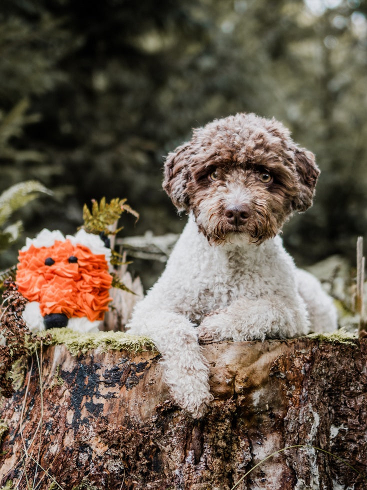 Herbstliches Hundespielzeug & Schnüffelprodukte