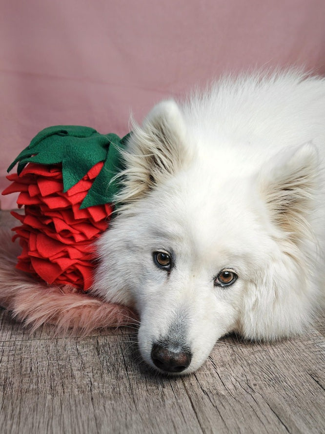Saisonale Schnüffelkollektionen für Hunde