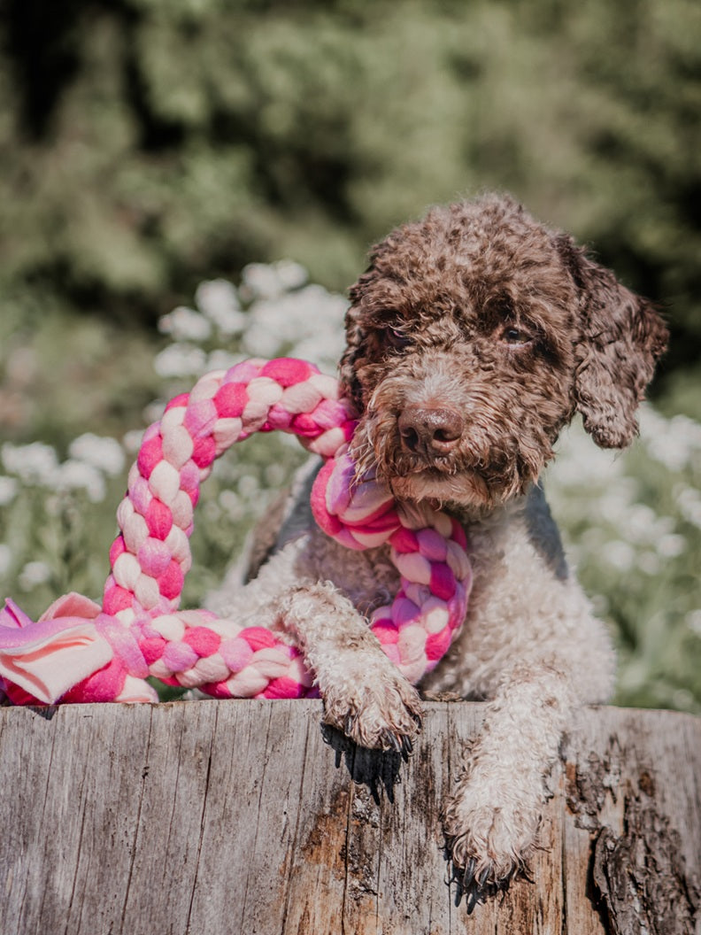 Bereits fertiges Zergel Hundespielzeug, schnell Versandbereit