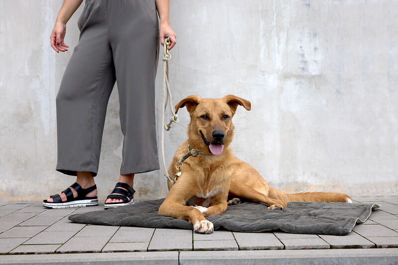 Hundematte – Alma