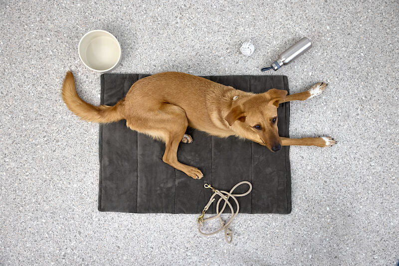 Hundematte – Alma