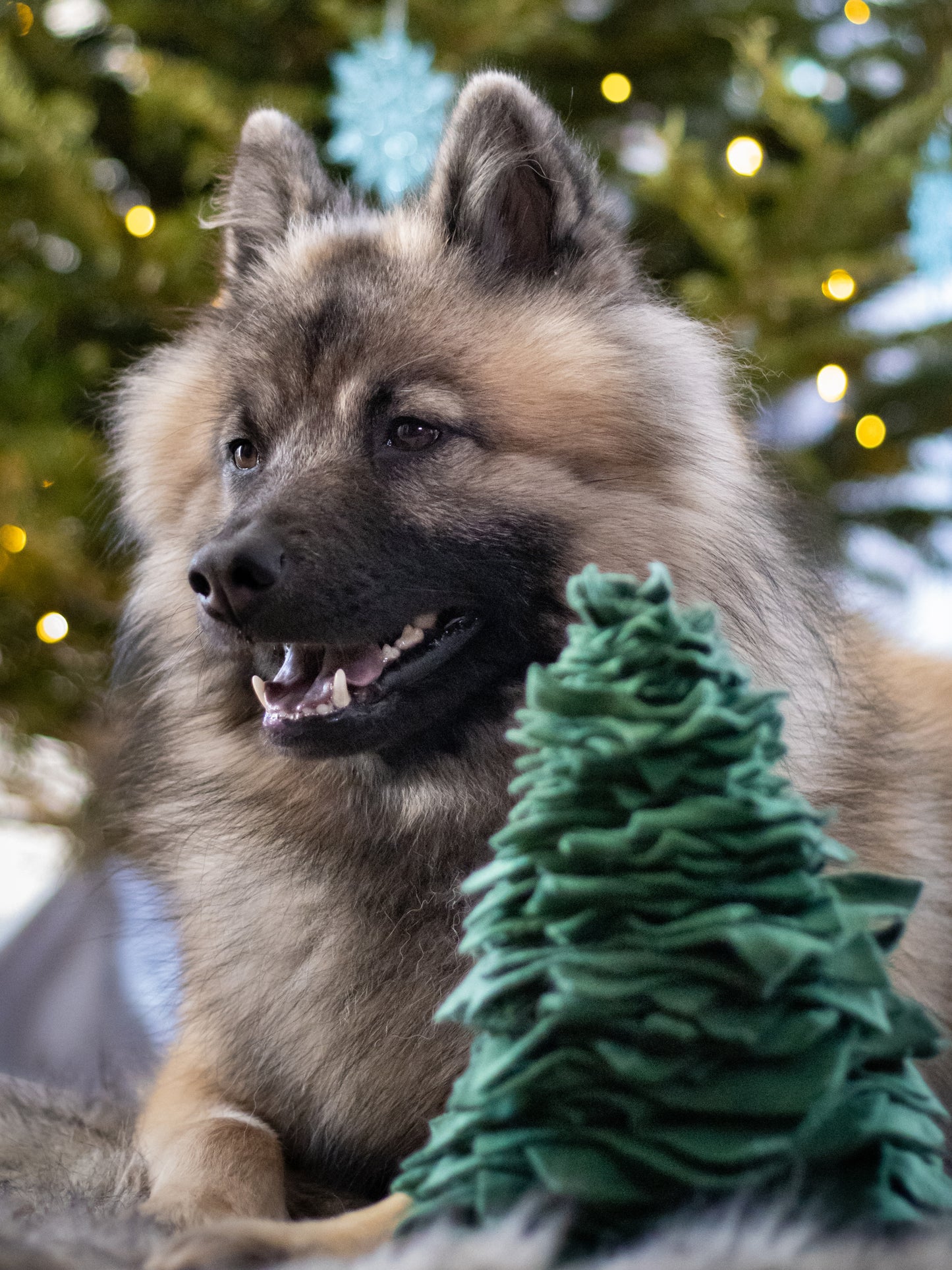 Schnüffel-Tannenbaum